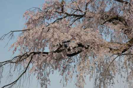 円山公園　枝垂れ桜