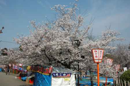 祭り時の桜