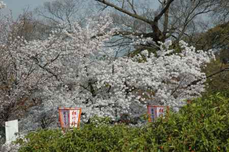 雪洞と桜