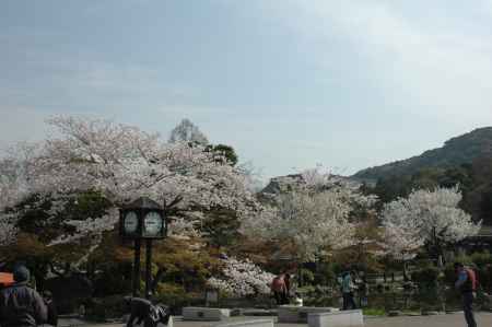 待ち合わせ場所と桜