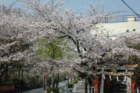 辰巳神社の桜