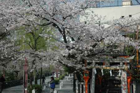 辰巳神社の桜