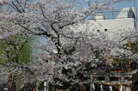 辰巳神社の桜