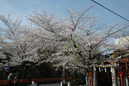 桜咲く辰巳大明神