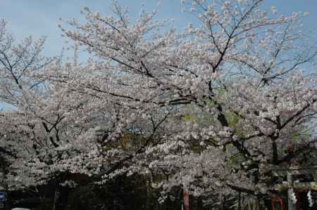 桜咲く辰巳大明神