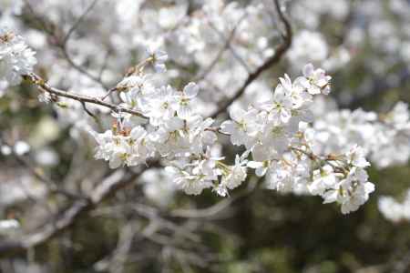 京都府立植物園の桜１　2018