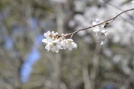 京都府立植物園の桜２　2018