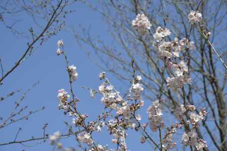 京都府立植物園 2018桜5