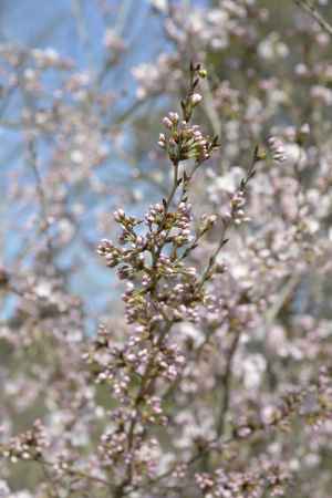 京都府立植物園 2018桜6