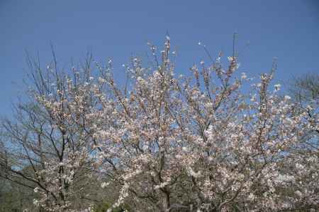 京都府立植物園 2018桜7