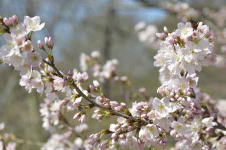 京都府立植物園 2018桜8