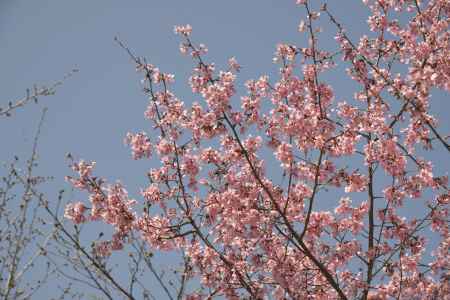 京都府立植物園 2018桜11