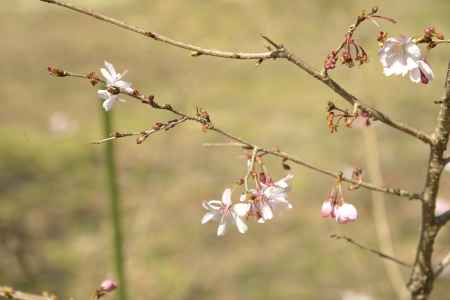 京都府立植物園 十月桜