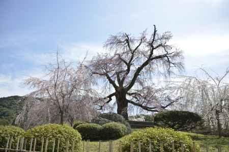 円山公園　枝垂れ桜2