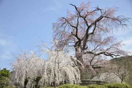 円山公園　枝垂れ桜4