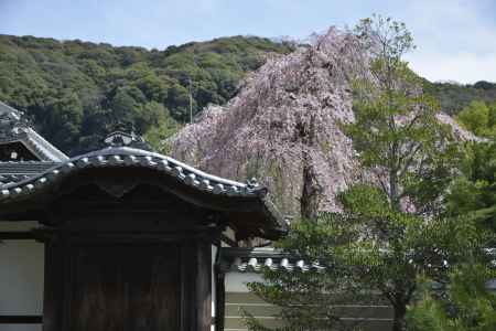 高台寺　瓦と枝垂れ桜