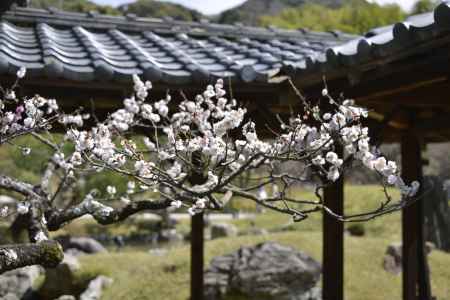 高台寺　桜1