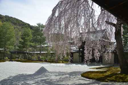 高台寺　方丈前庭の枝垂れ桜3