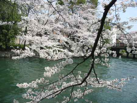 疏水と桜