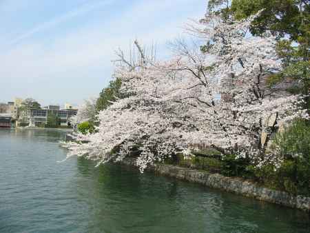 疏水と桜