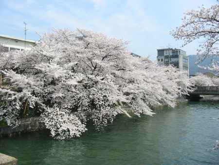 疏水と桜