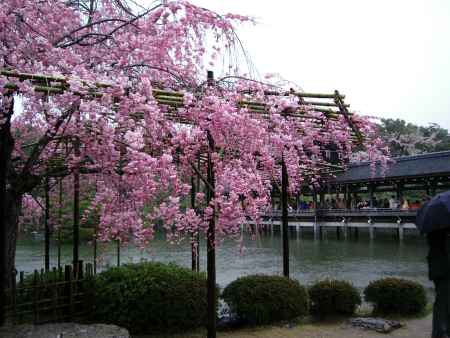 雨の平安神宮　咲き誇る桜