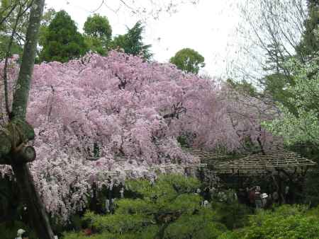 平安神宮の桜