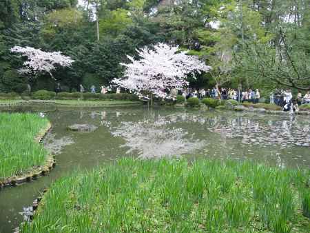 春の平安神宮　池に映る桜
