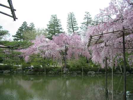 春の平安神宮