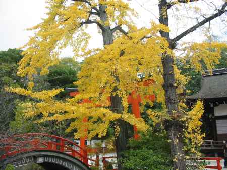 秋の下鴨神社