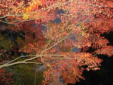 紅葉の下鴨神社