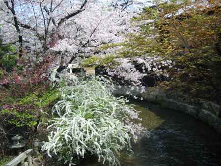 桜の祇園白川