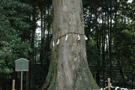 宇治上神社の御神木