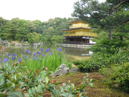 金閣寺のあやめ