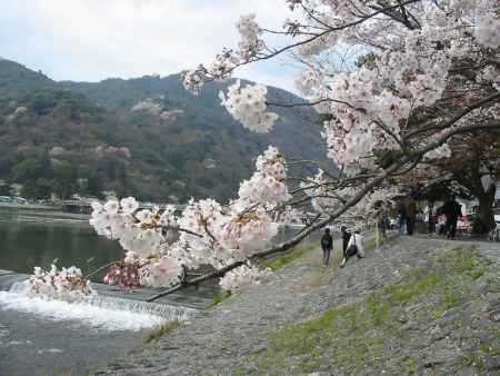 嵐山　川沿いの桜