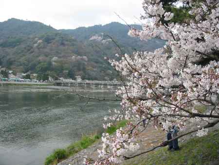 桜と嵐山