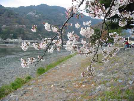 桜越しの嵐山渡月橋