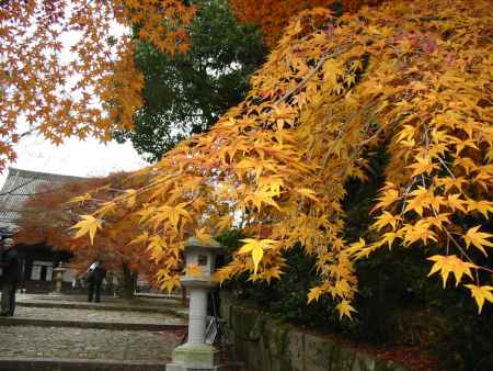 高台寺のもみじ