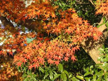 高台寺の紅葉