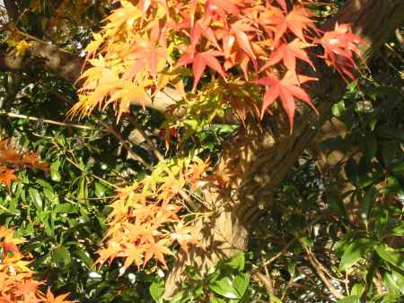 高台寺の紅葉