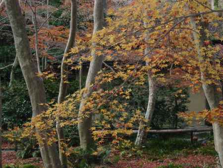 高台寺の紅葉