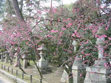 北野天満宮の梅