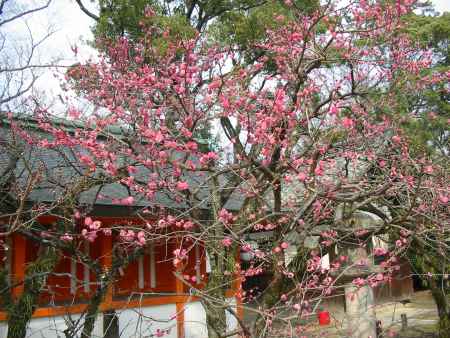 北野天満宮の紅梅