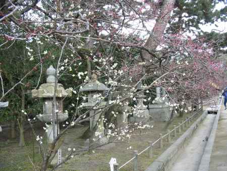 北野天満宮の白梅と紅梅