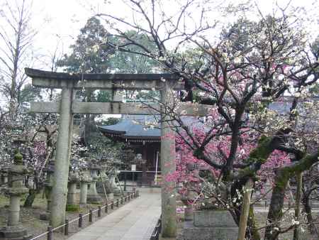 梅の北野天満宮境内