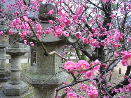 北野天満宮の紅梅と石灯篭