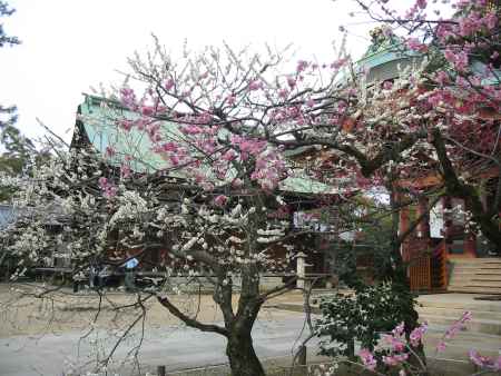 梅の北野天満宮