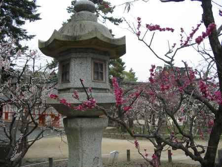 北野天満宮の梅と桜