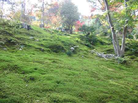 天龍寺の苔