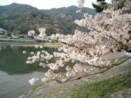 桜と嵐山